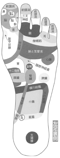 右足と体の反射ゾーン相関図