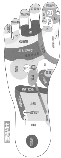 左足と体の反射ゾーン相関図