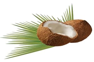 ココナッツ　画像